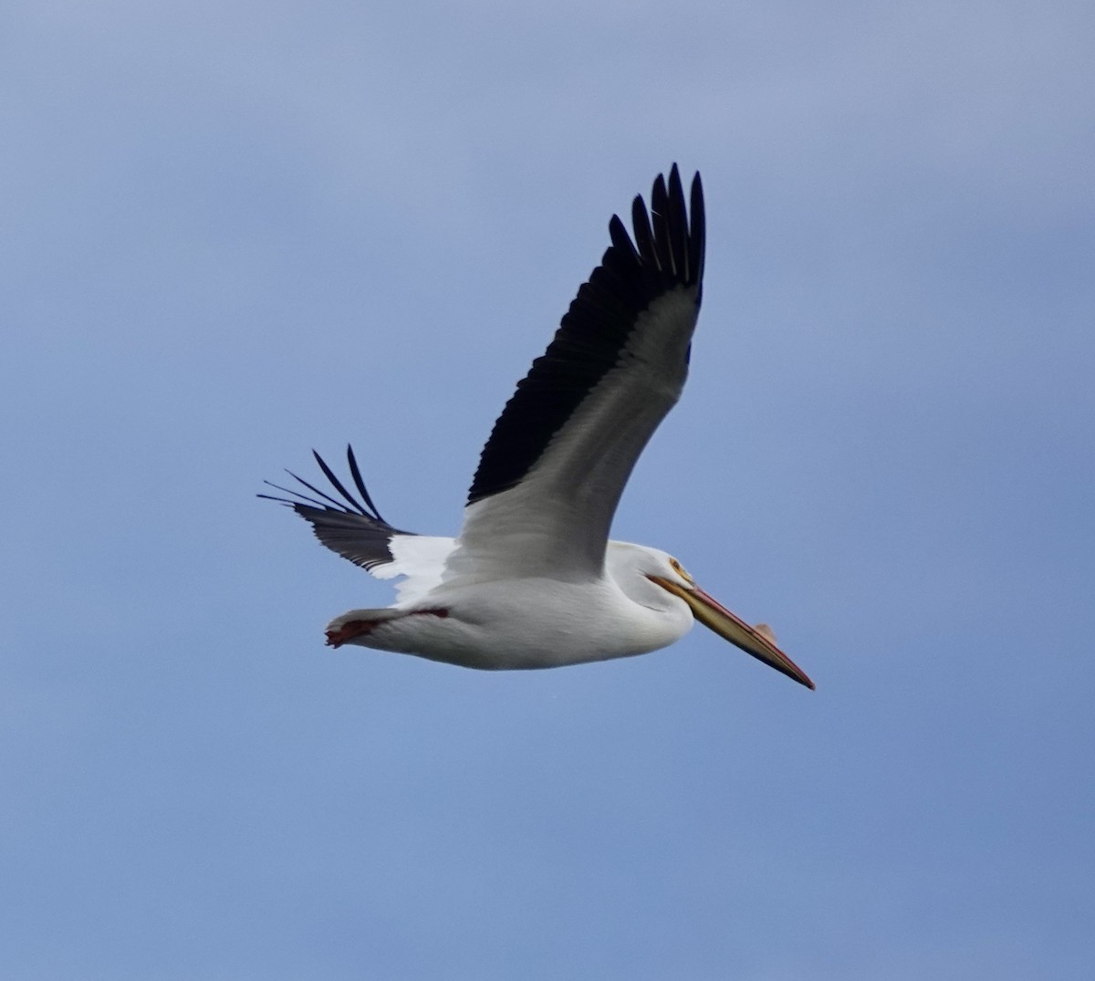 American White Pelican - ML615955298