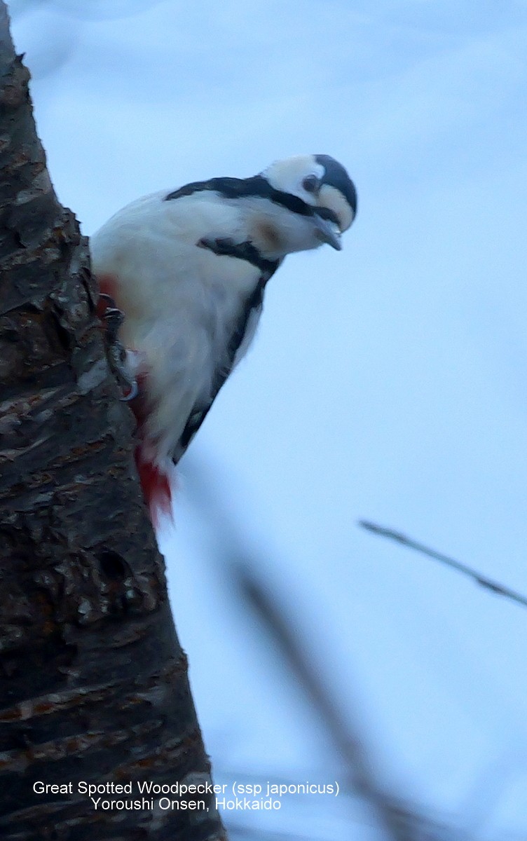 Great Spotted Woodpecker (japonicus) - Peter Edmonds