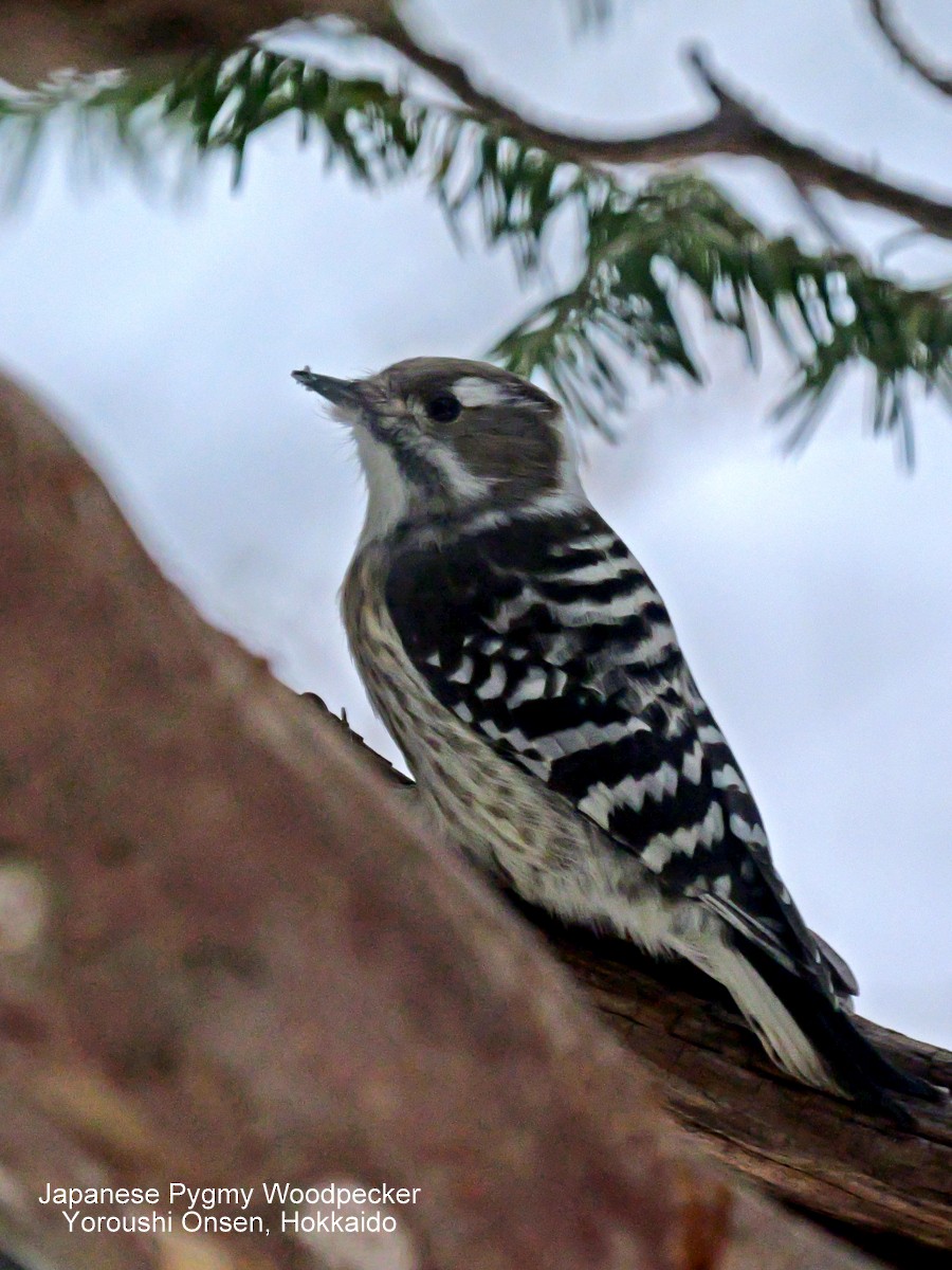 Japanese Pygmy Woodpecker - ML615955307