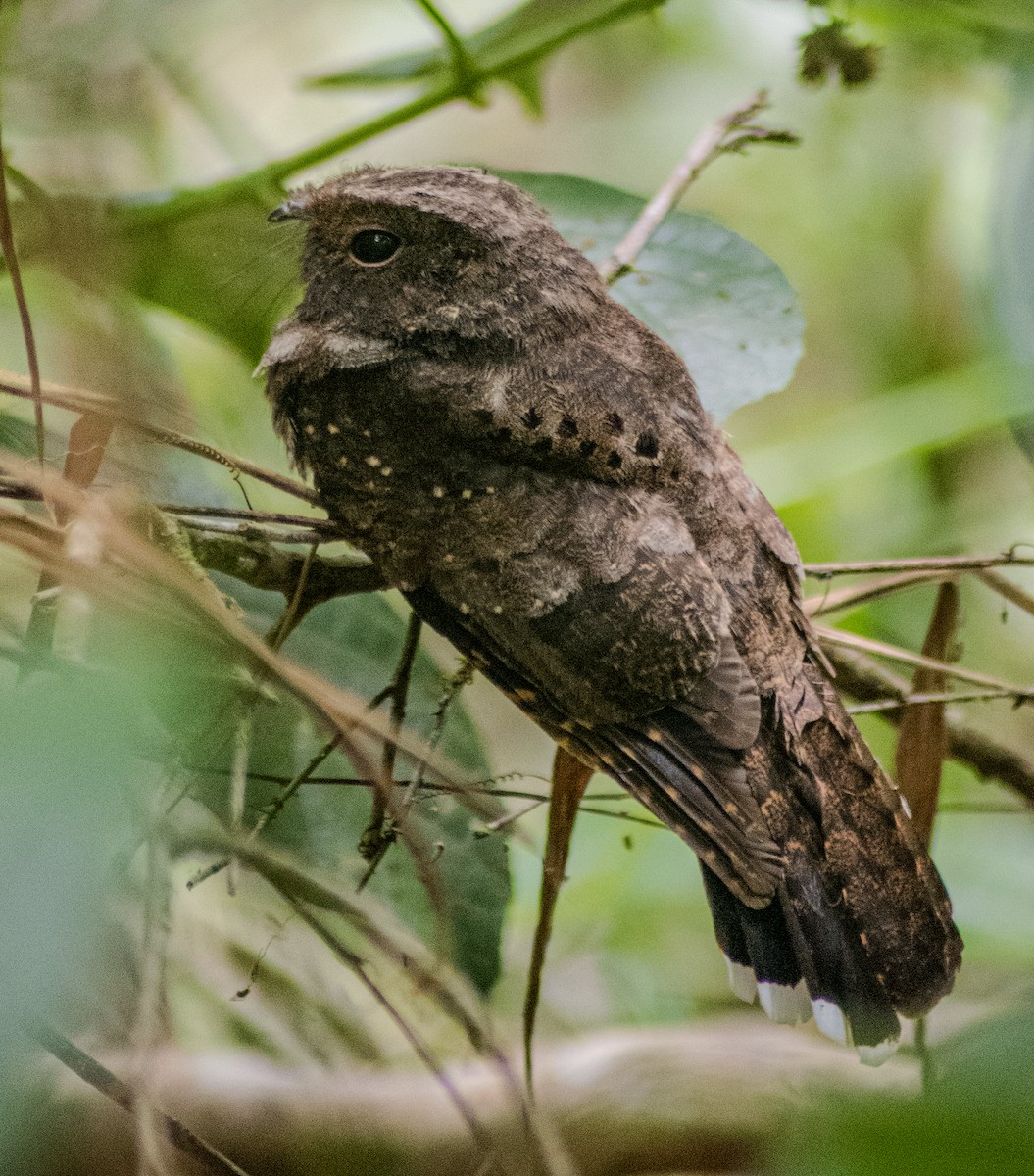 Ocellated Poorwill - ML615955371
