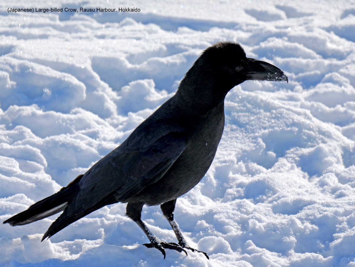 Large-billed Crow - Peter Edmonds