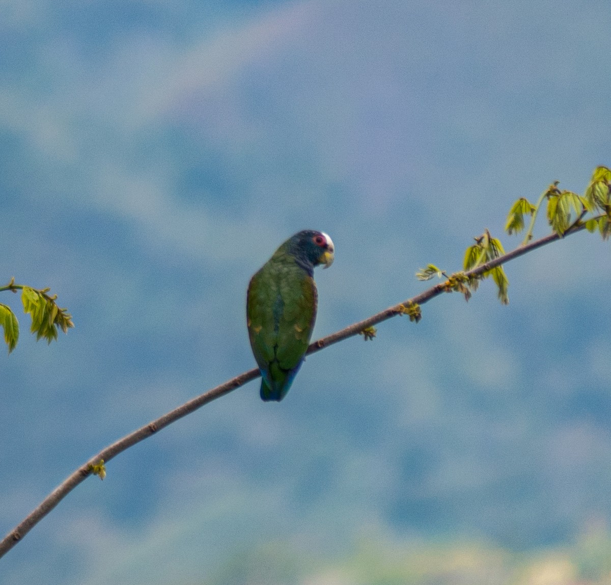 White-crowned Parrot - ML615955593