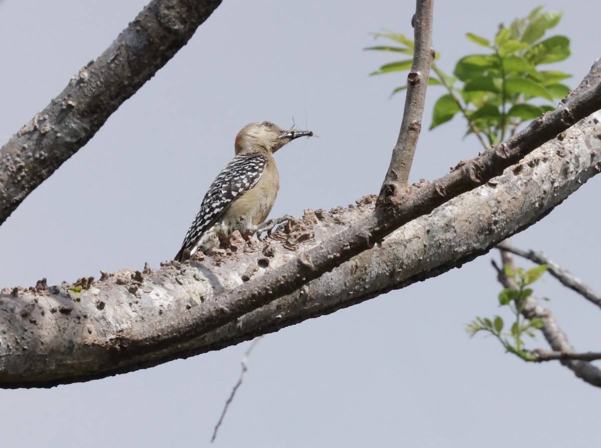 Red-crowned Woodpecker - ML615955617