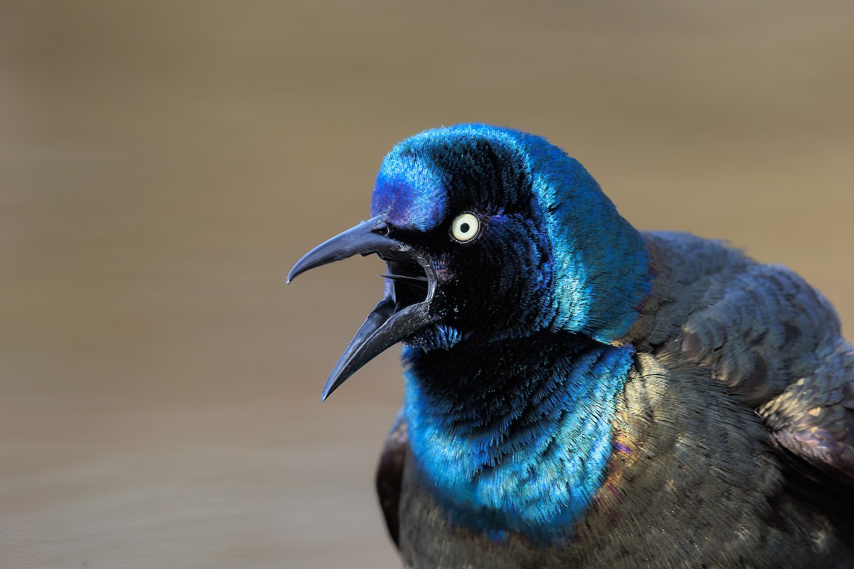 Common Grackle - Brian Stahls