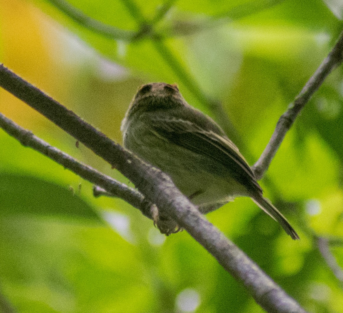 Scale-crested Pygmy-Tyrant - ML615955659