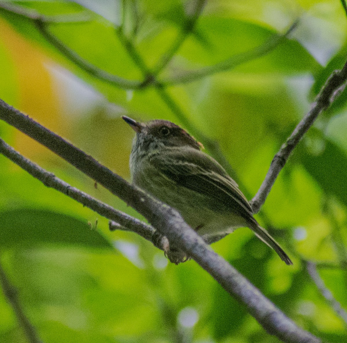 Scale-crested Pygmy-Tyrant - ML615955662