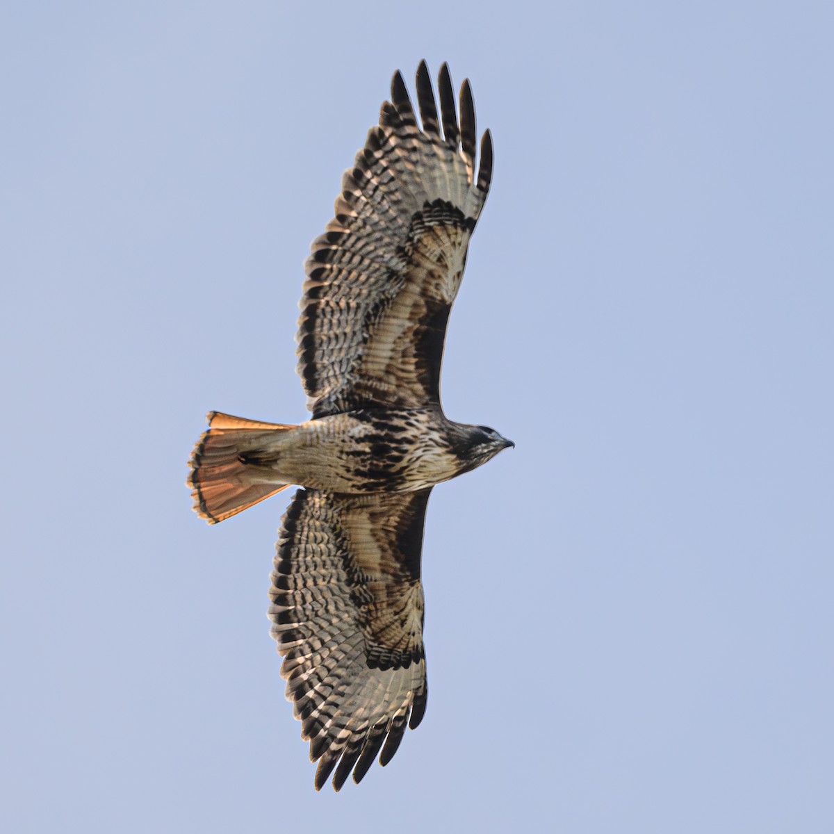 Red-tailed Hawk - ML615955972