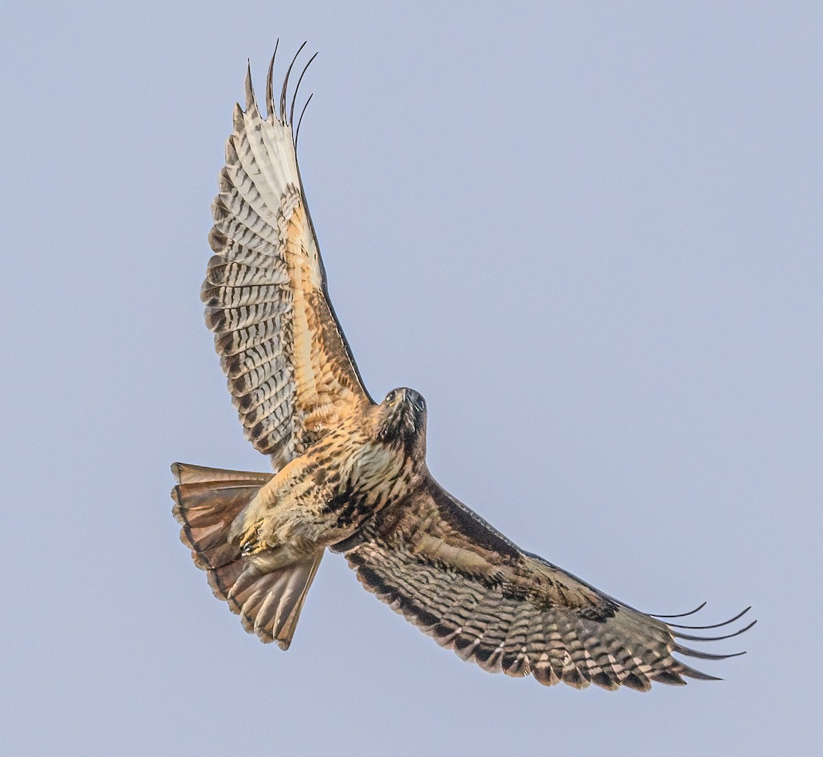 Red-tailed Hawk - ML615955973