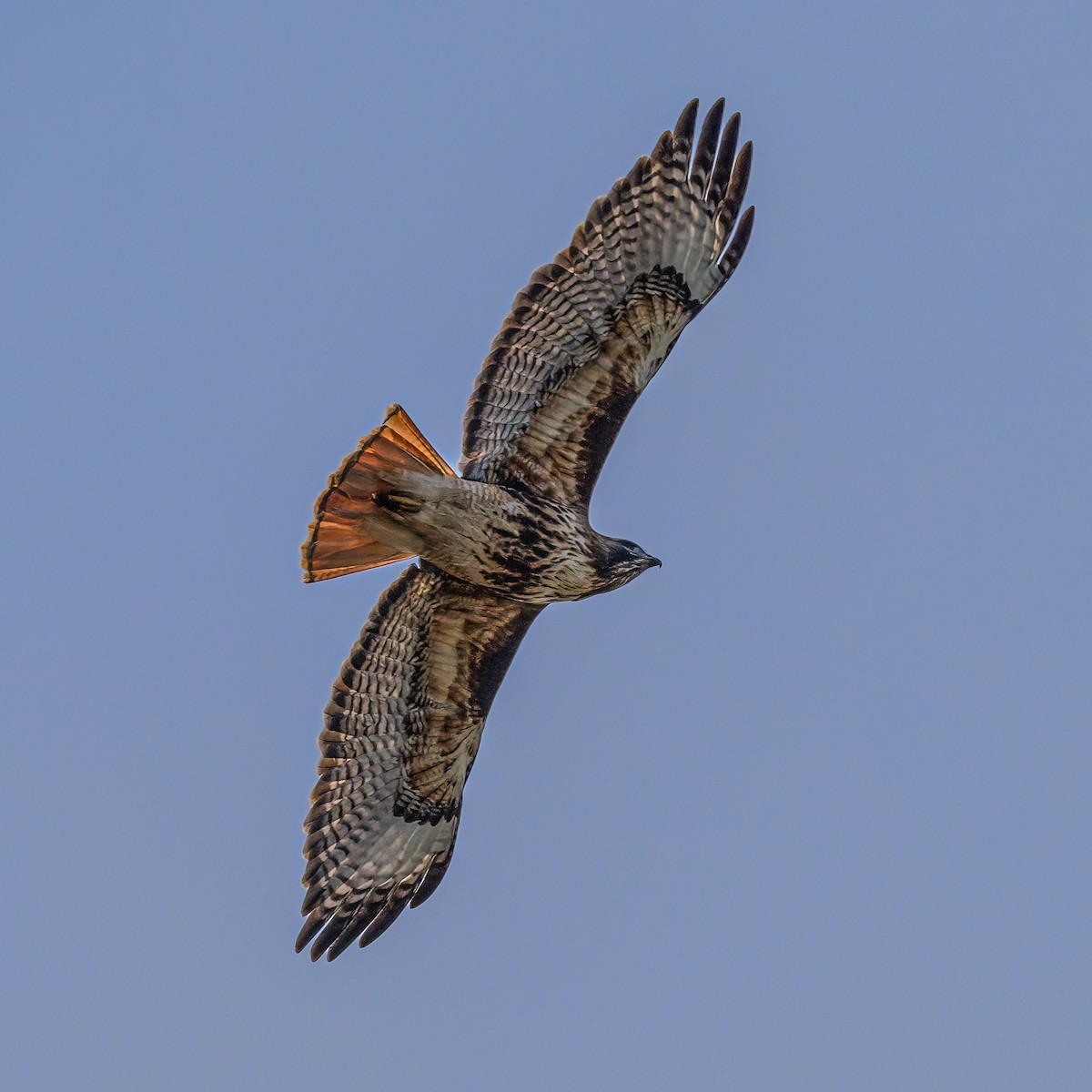 Red-tailed Hawk - ML615955974