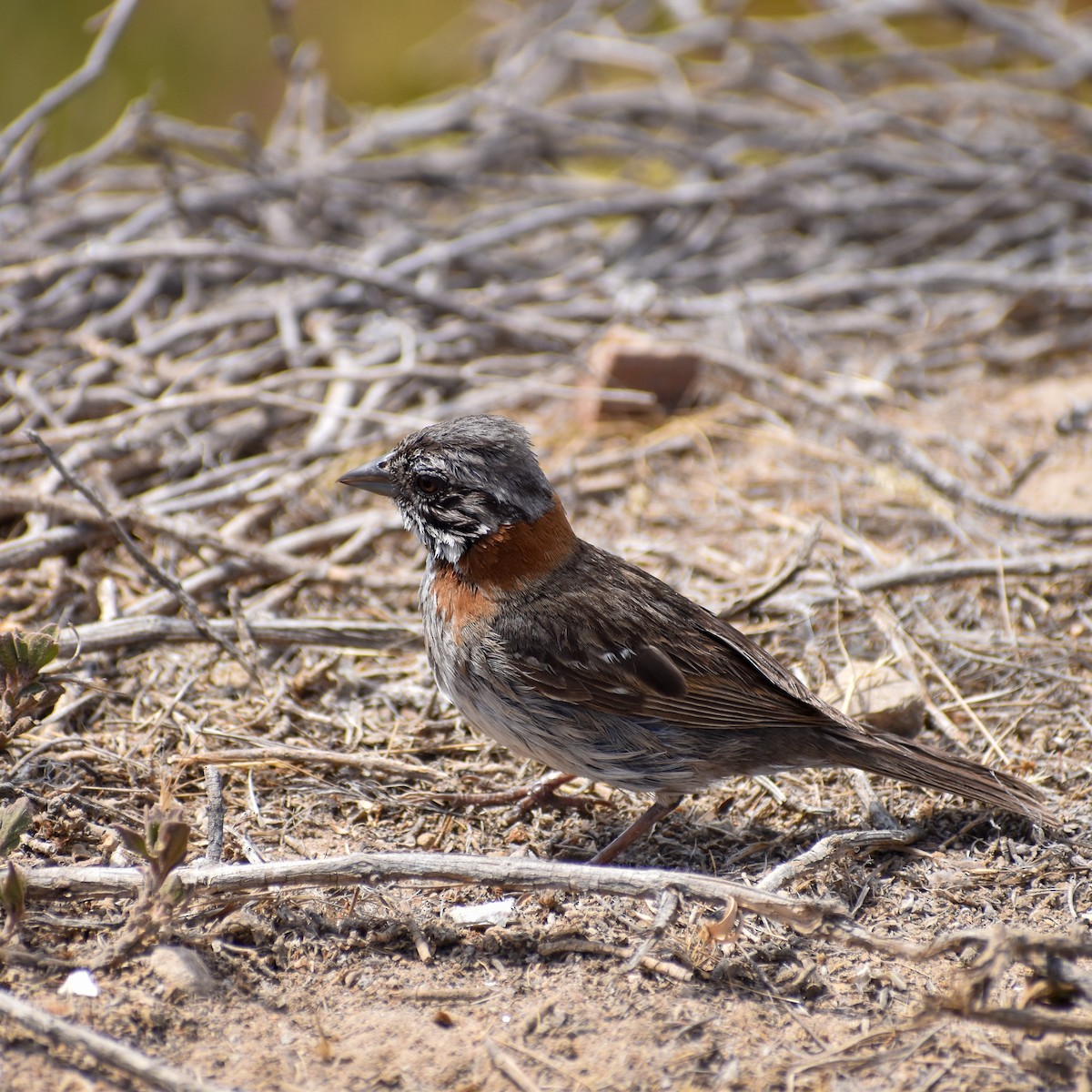Rufous-collared Sparrow - ML615955991