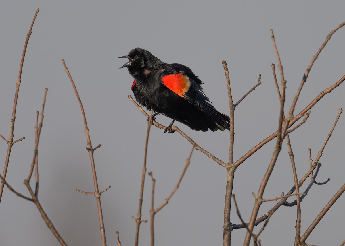 Red-winged Blackbird - ML615956145