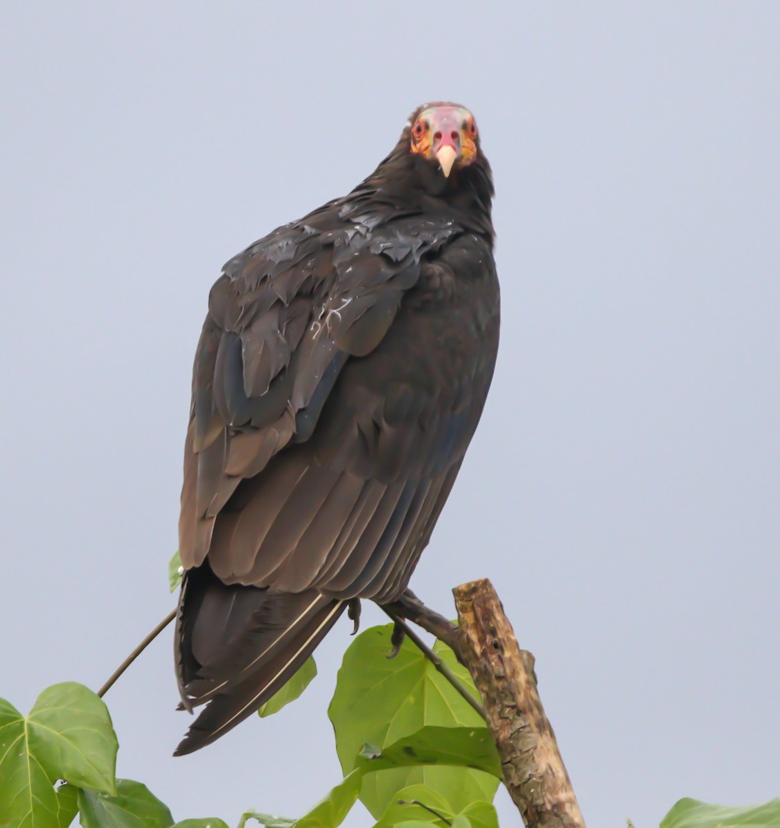 Lesser Yellow-headed Vulture - ML615956154