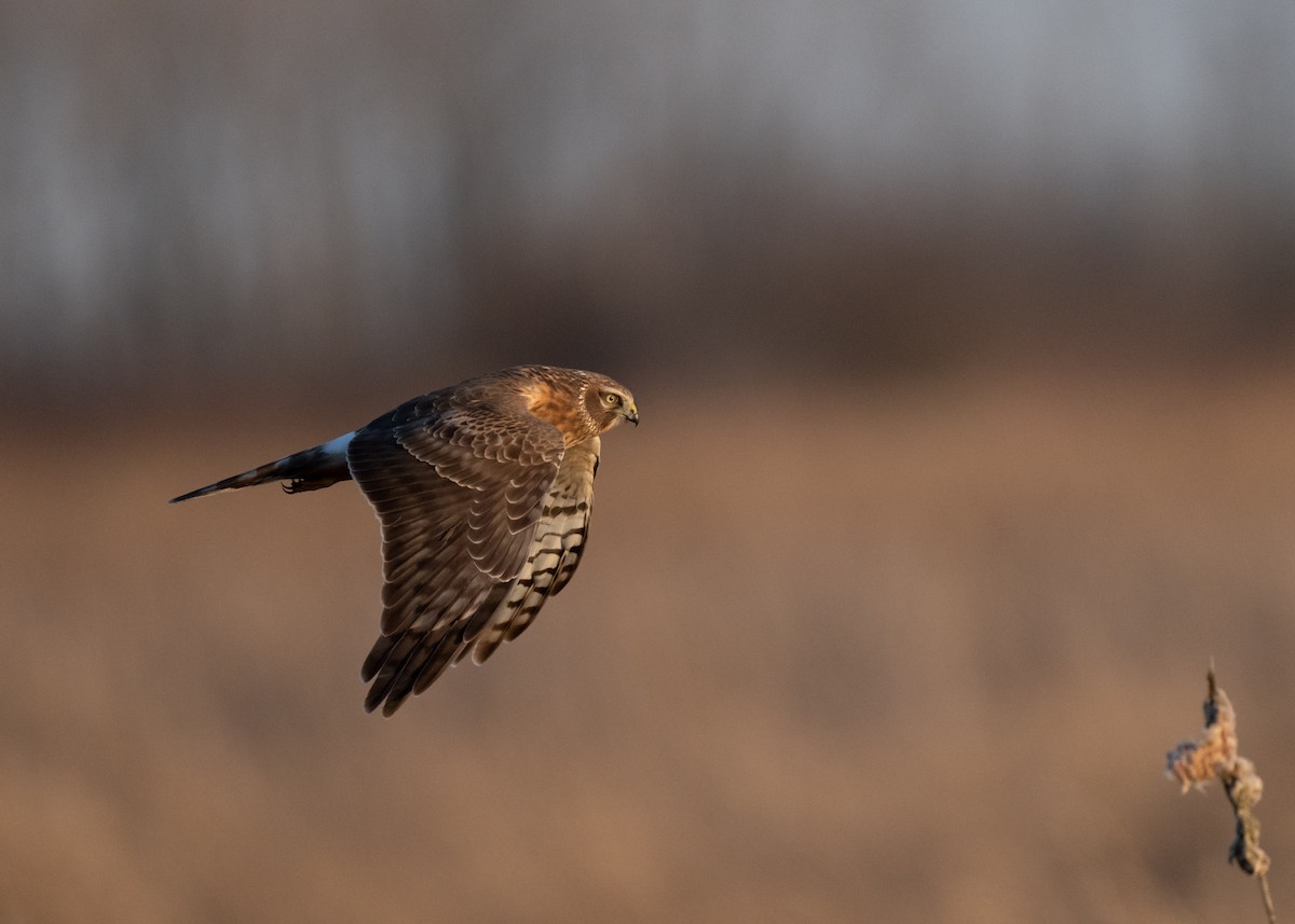 Northern Harrier - Sheila and Ed Bremer