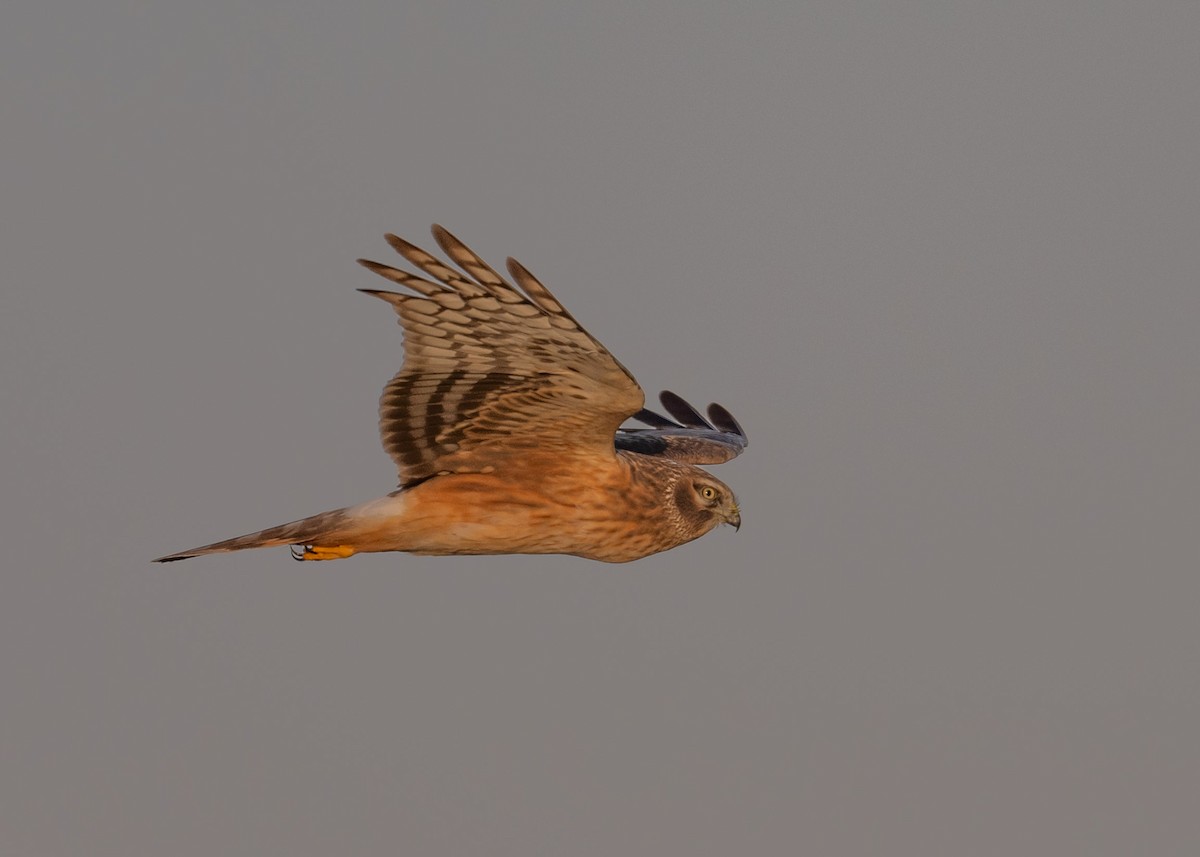 Northern Harrier - Sheila and Ed Bremer