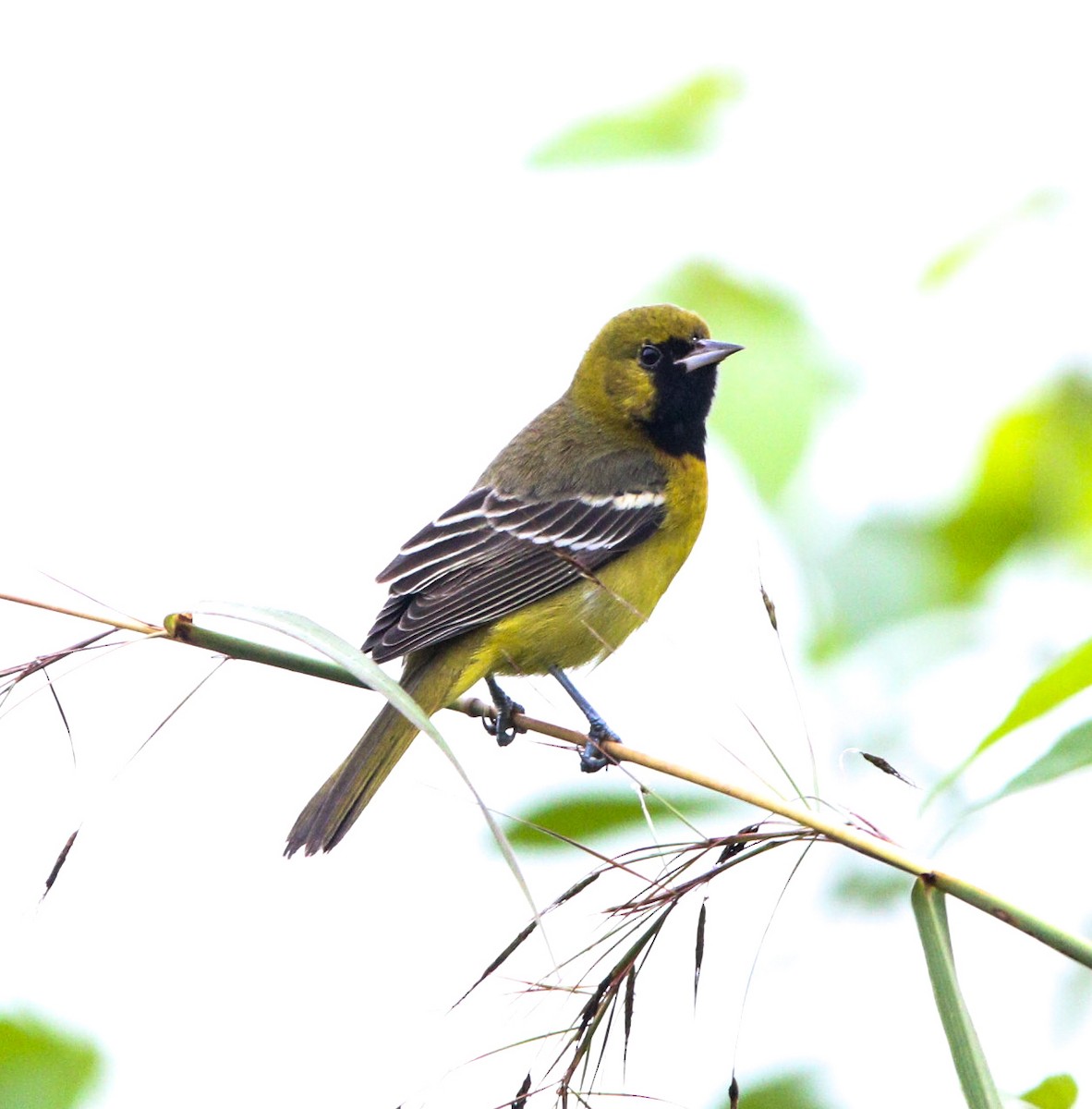 Orchard Oriole - ML615956228