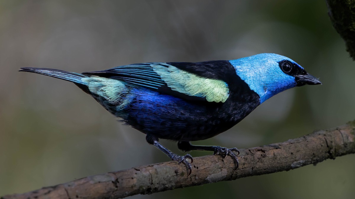 Blue-necked Tanager - ML615956522