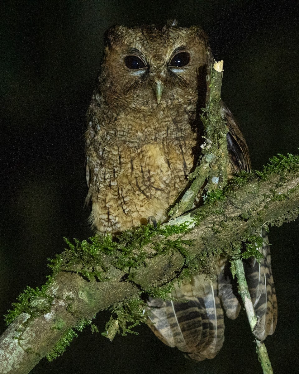 Rufescent Screech-Owl - Hernán Arias