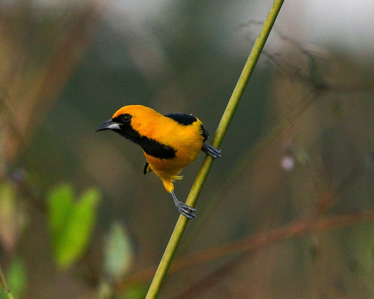 Yellow-tailed Oriole - ML615956708