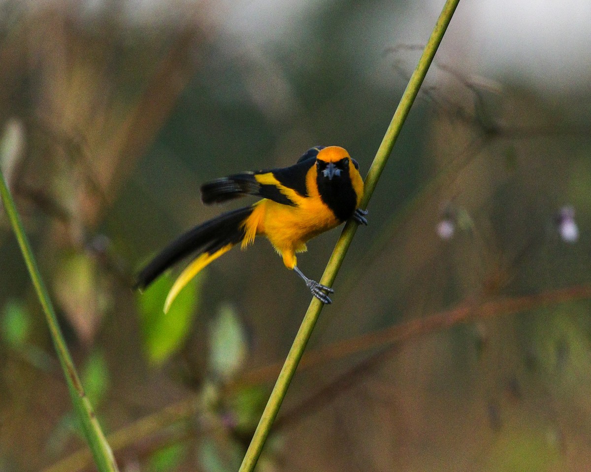 Yellow-tailed Oriole - ML615956709