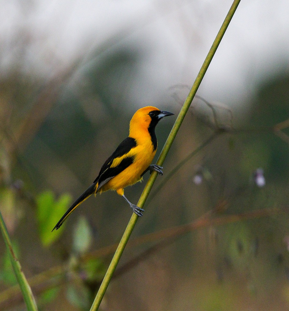 Yellow-tailed Oriole - ML615956710