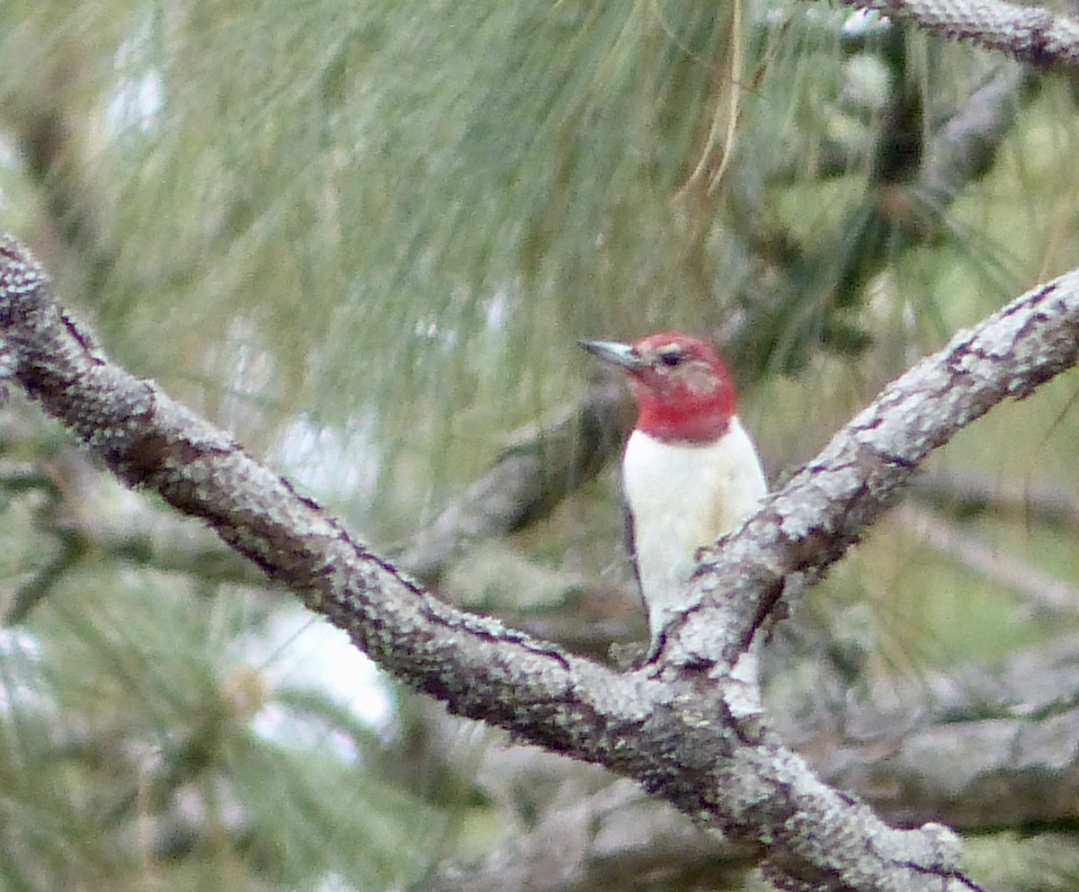 Red-headed Woodpecker - ML615956756