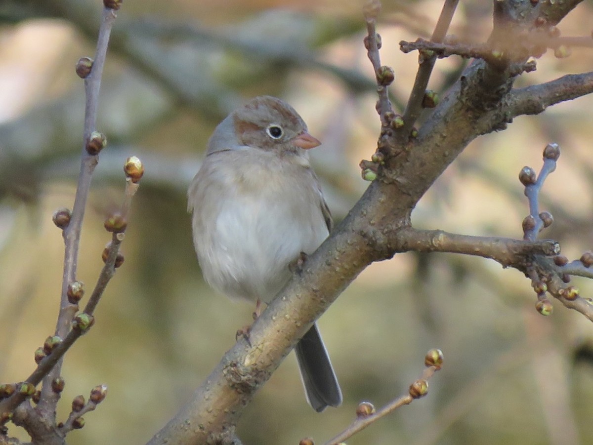 Field Sparrow - ML615956768