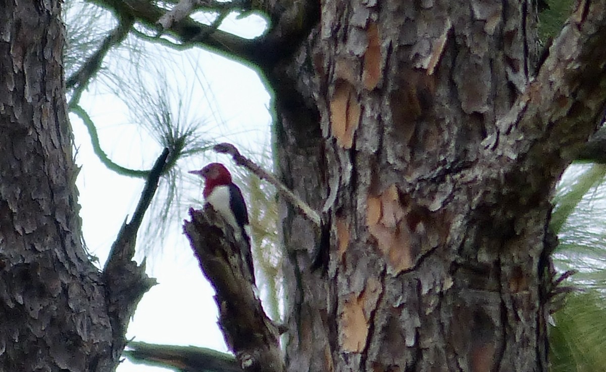 Red-headed Woodpecker - James  Currie