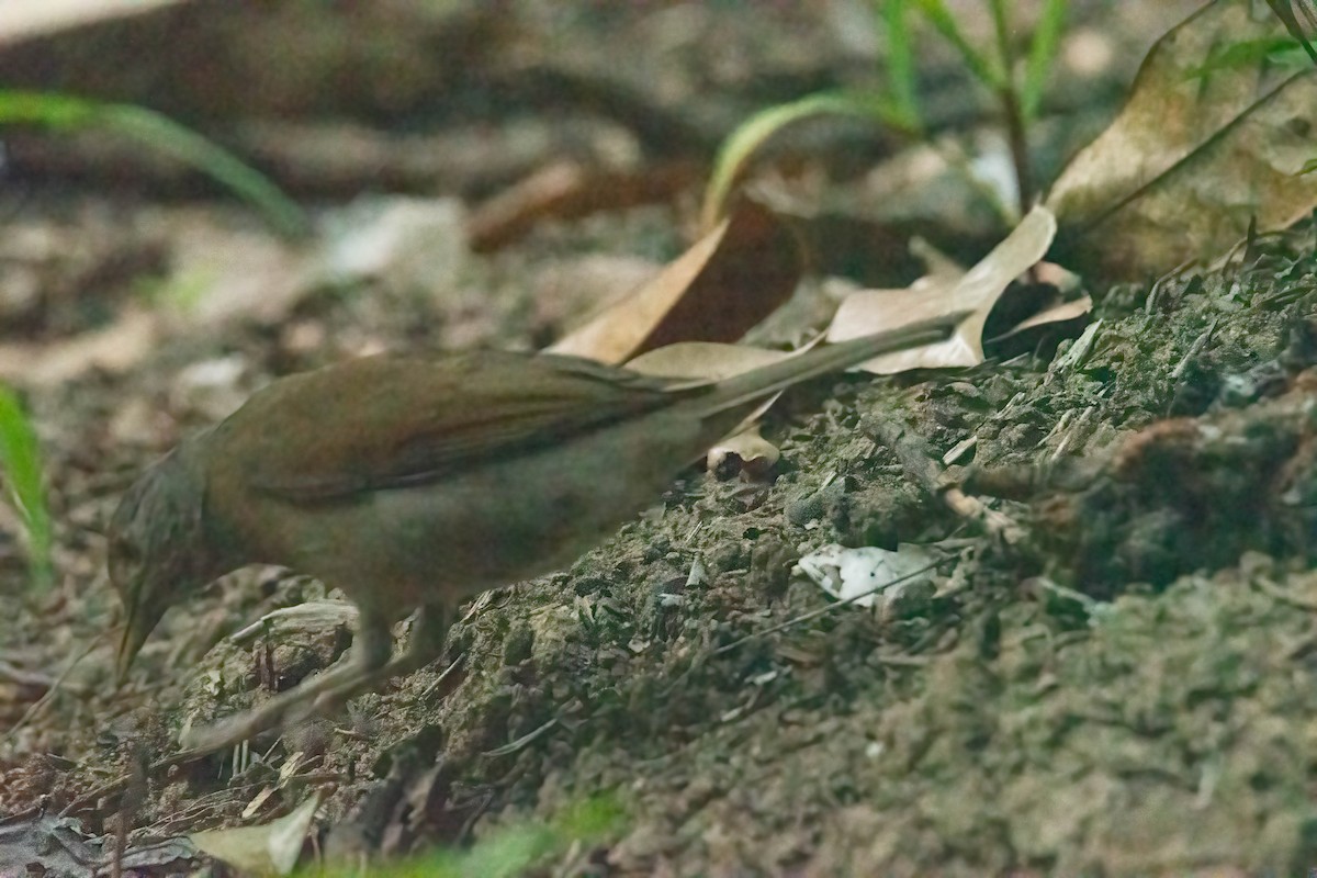 Pale-breasted Thrush - ML615957293