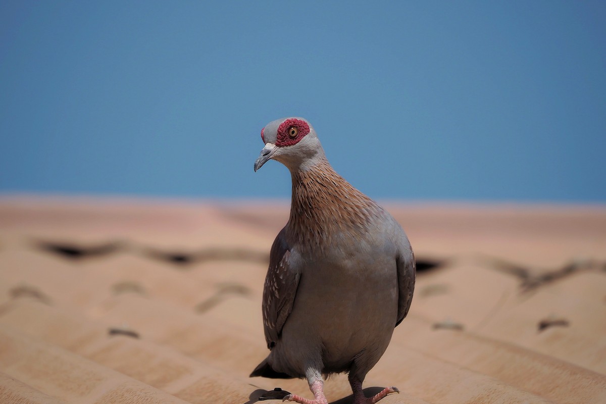 Speckled Pigeon - ML615957302
