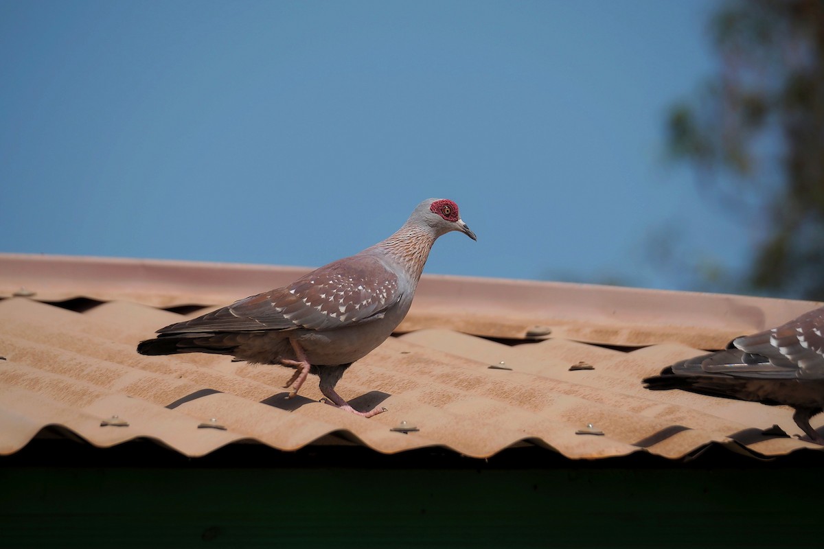 Speckled Pigeon - ML615957303