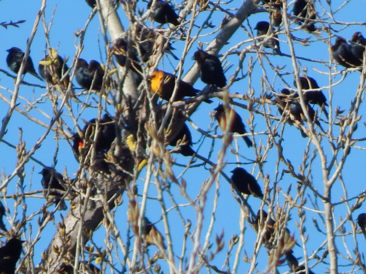 Yellow-headed Blackbird - ML615957308