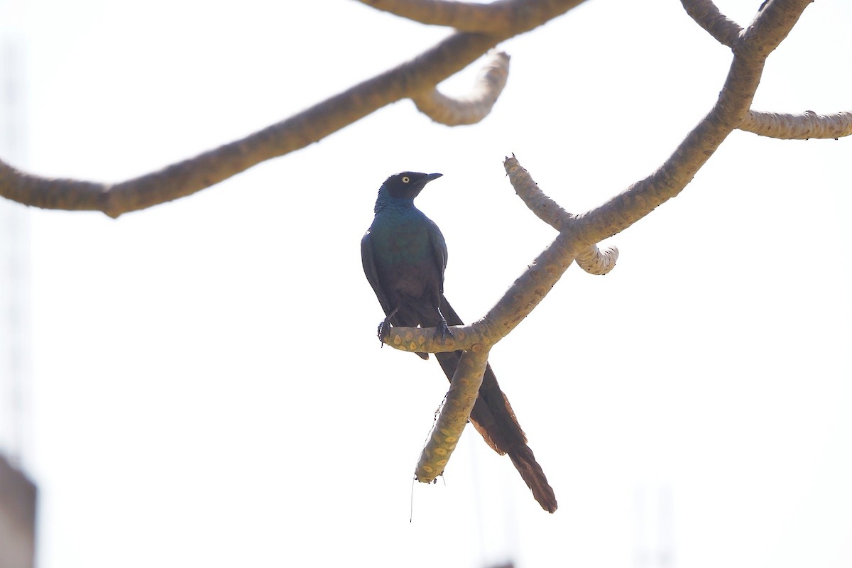 Long-tailed Glossy Starling - ML615957330