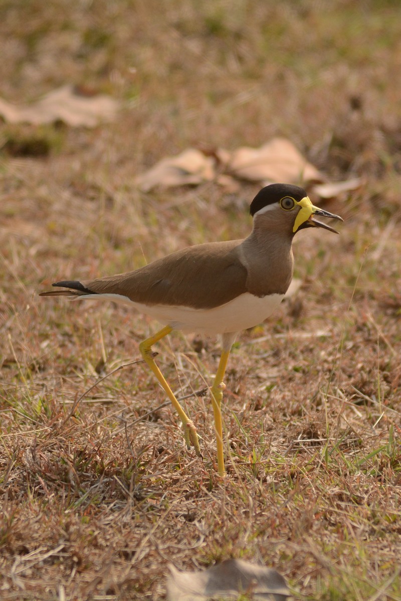 eBird Checklist - 12 Mar 2024 - Karlapat WLS--Phurlijharan waterfall ...