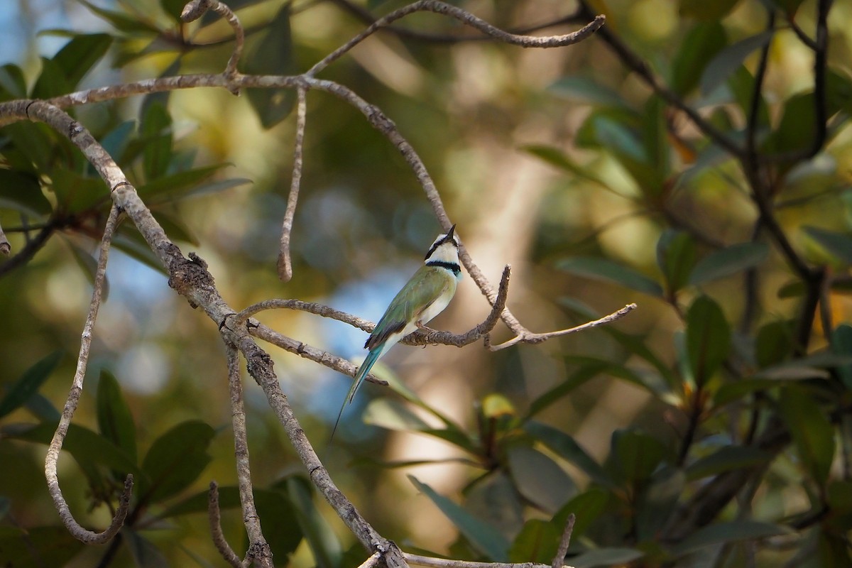 White-throated Bee-eater - ML615957347