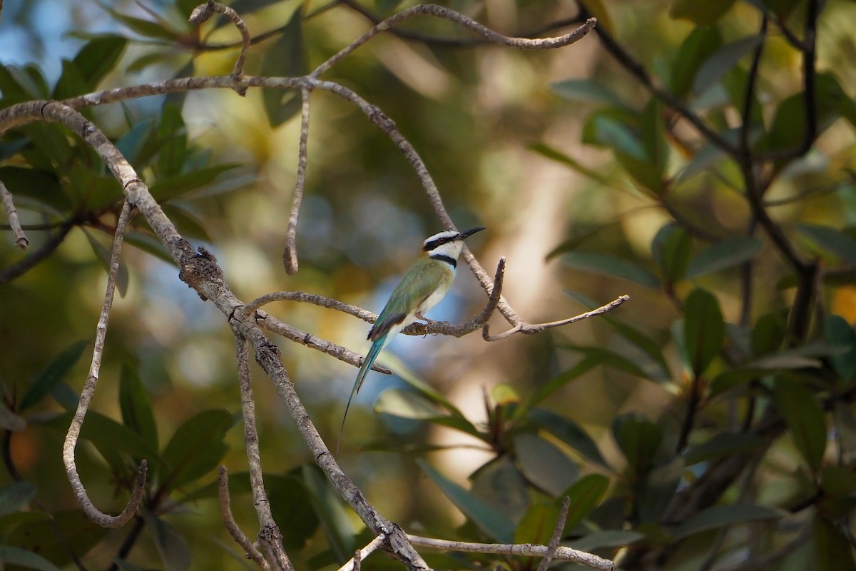 White-throated Bee-eater - ML615957348
