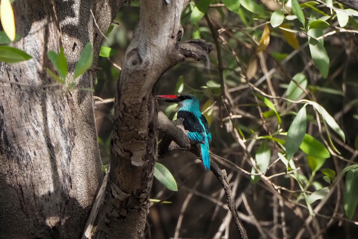 Blue-breasted Kingfisher - ML615957360