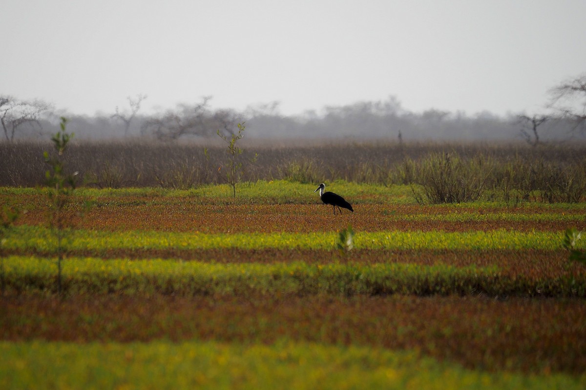 African Woolly-necked Stork - ML615957363