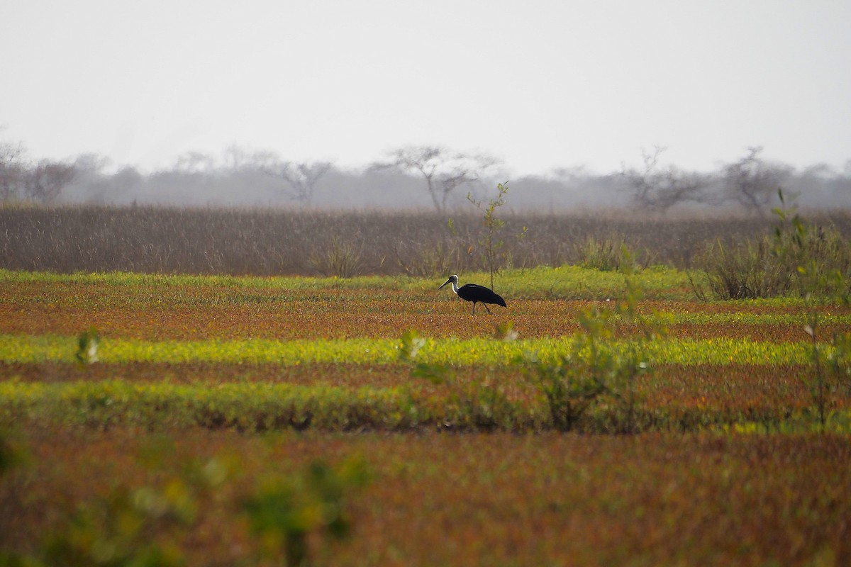African Woolly-necked Stork - ML615957364