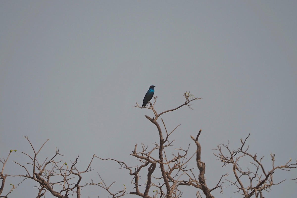 Bronze-tailed Starling - ML615957752