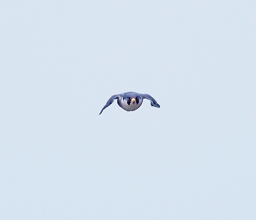 Peregrine Falcon (Eurasian) - ML615957800