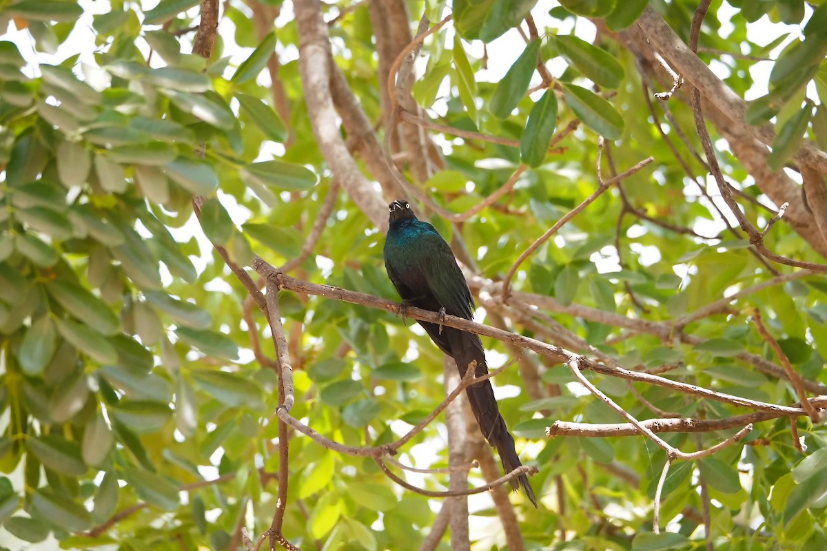 Long-tailed Glossy Starling - ML615957812