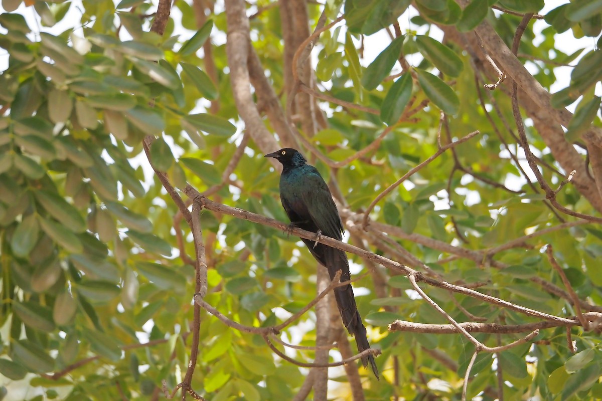 Long-tailed Glossy Starling - ML615957813