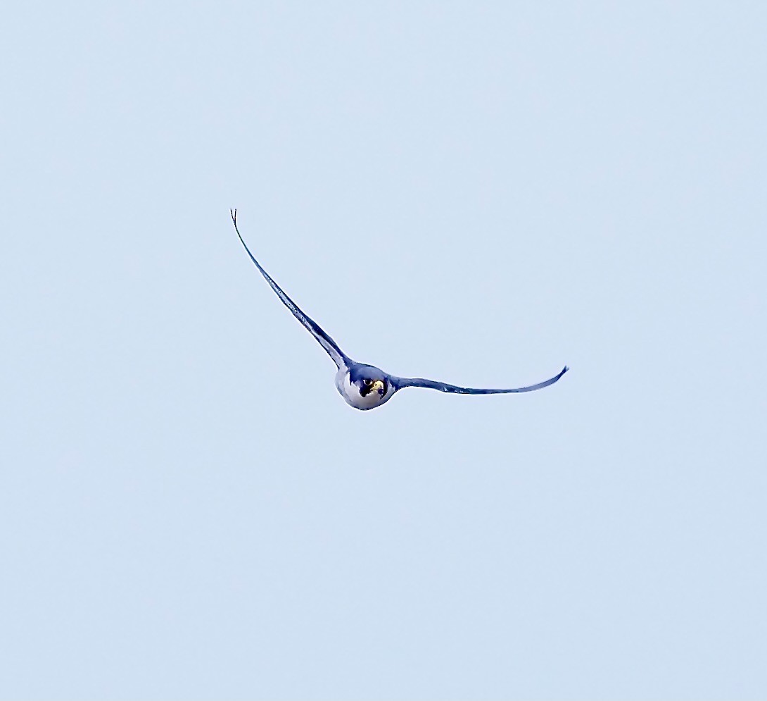 Peregrine Falcon (Eurasian) - ML615957818