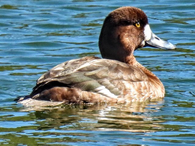 Greater Scaup - ML615958324