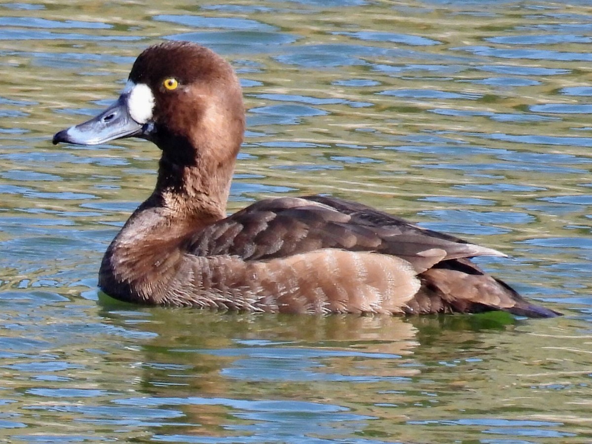 Greater Scaup - ML615958328