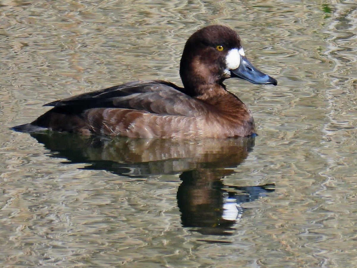 Greater Scaup - ML615958334