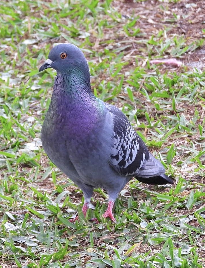 Rock Pigeon (Feral Pigeon) - ML615958339