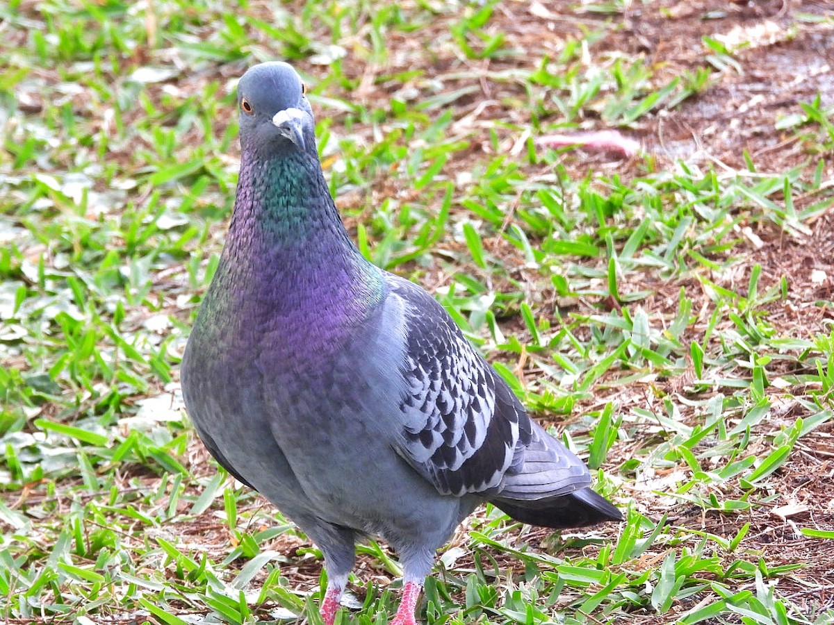 Rock Pigeon (Feral Pigeon) - ML615958341