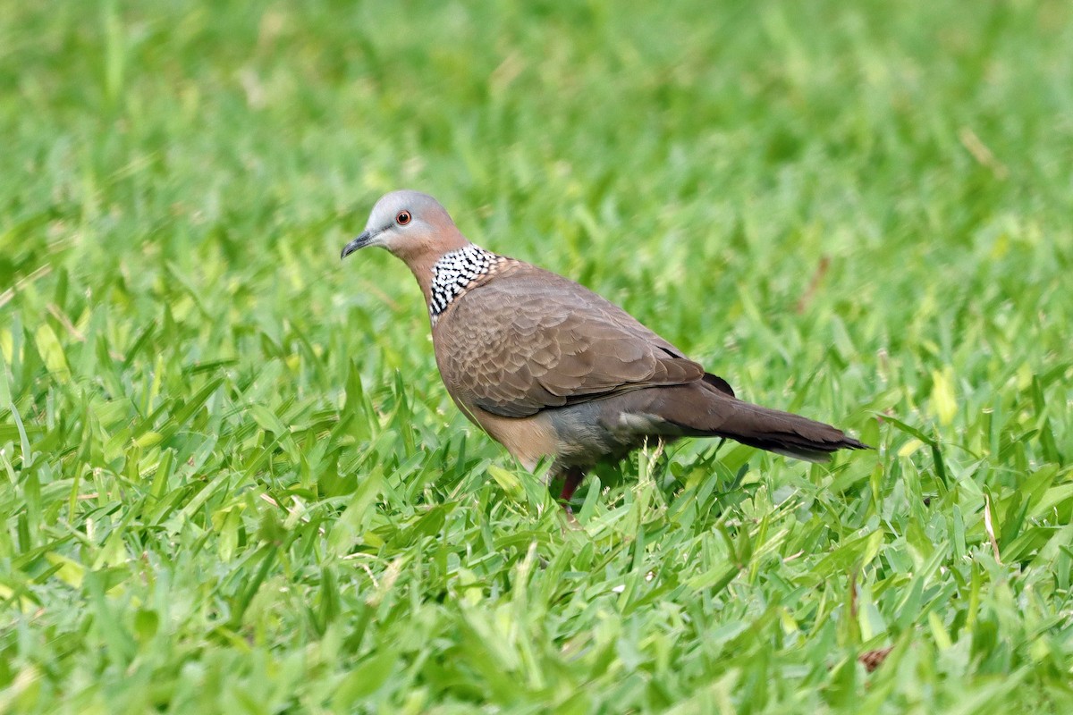 Spotted Dove - ML615958399