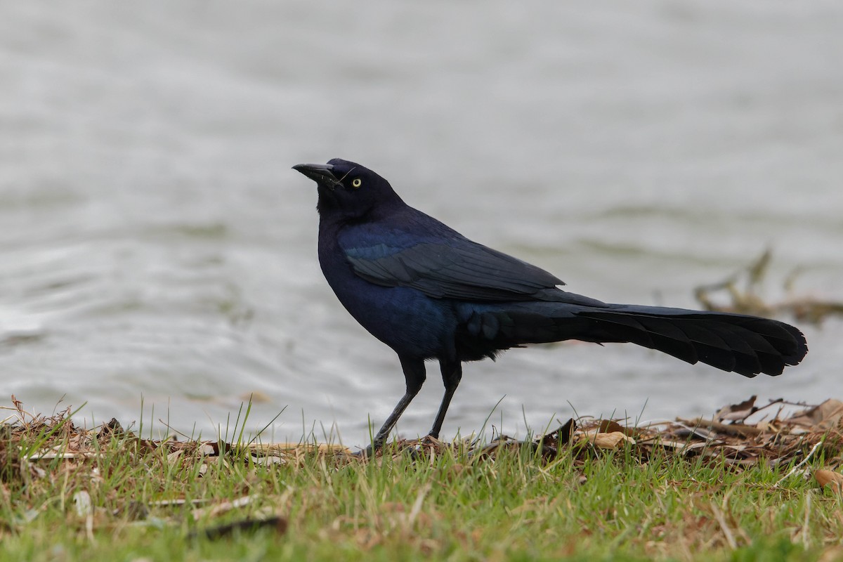 Great-tailed Grackle - ML615958431